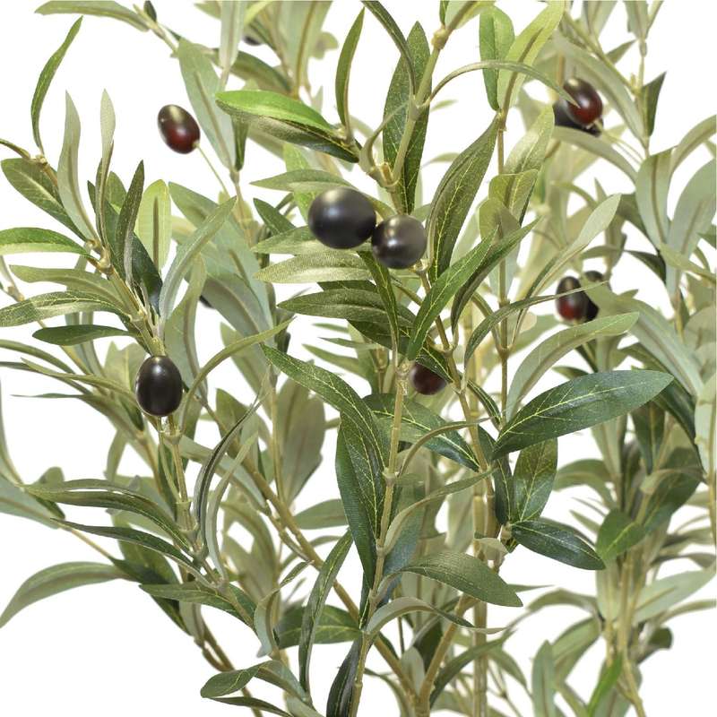 Olive Tree