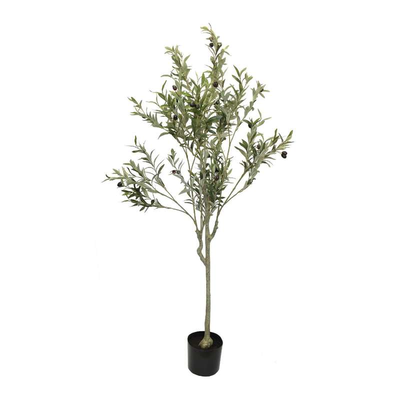 Olive Tree