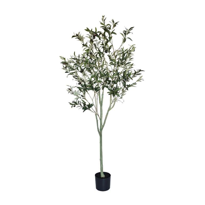 Olive Tree