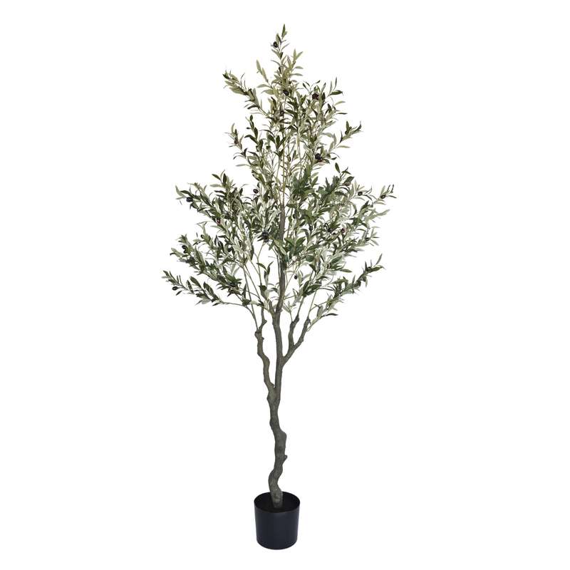 Olive Tree