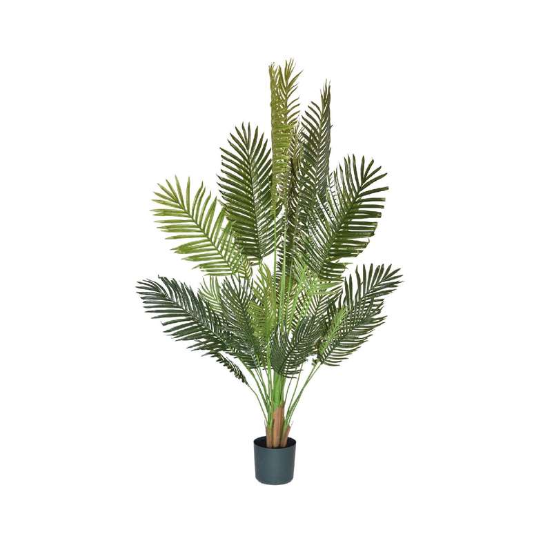 Palm Tree