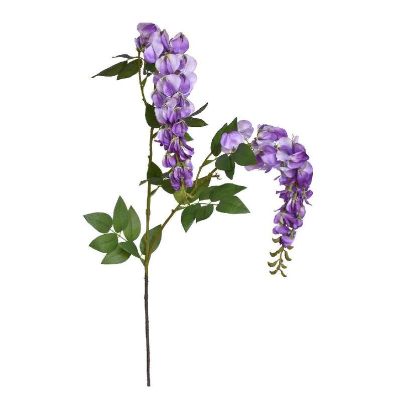 Violet Wisteria Stem