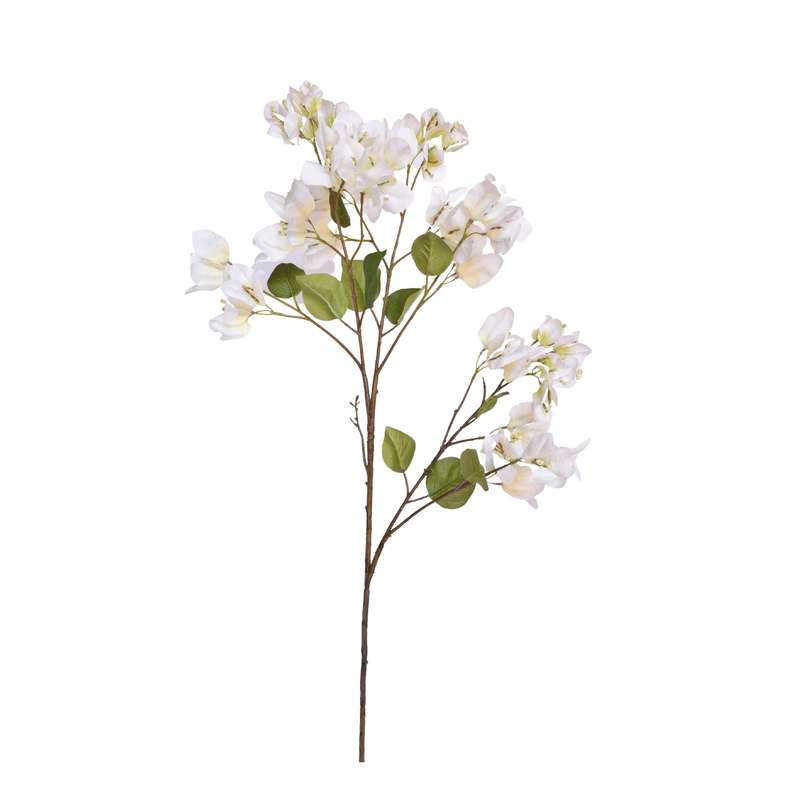 White Bougainvillea Stem