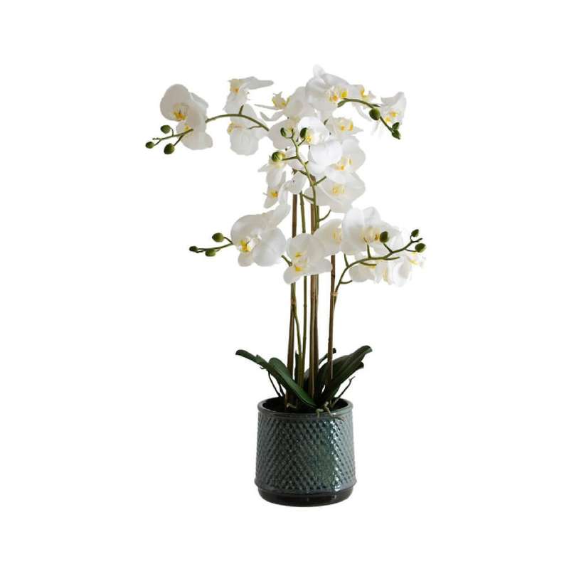 White Orchid in Grey Pot