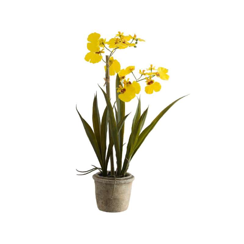 Yellow Potted Oncidium Plant