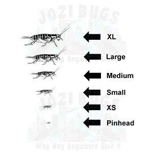 Grey Crickets - Large / 1 Liter