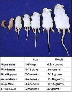Frozen Mice - Pinkies / 10
