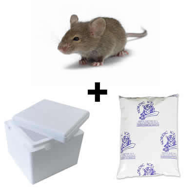 Frozen Mice - Pinkies / 10