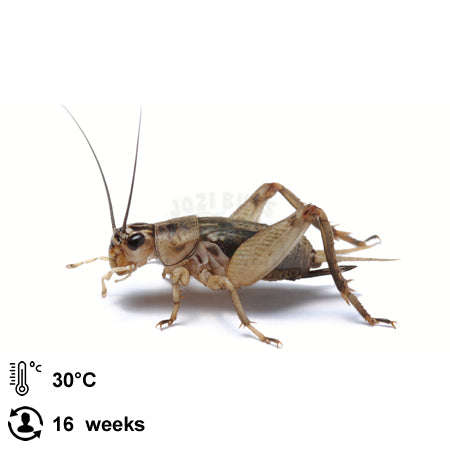Grey Crickets - Large / 1 Liter