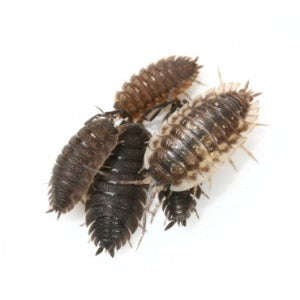 Isopods - 25