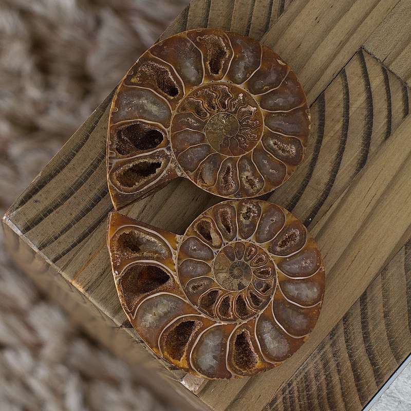 Ammonite Fossil Pair