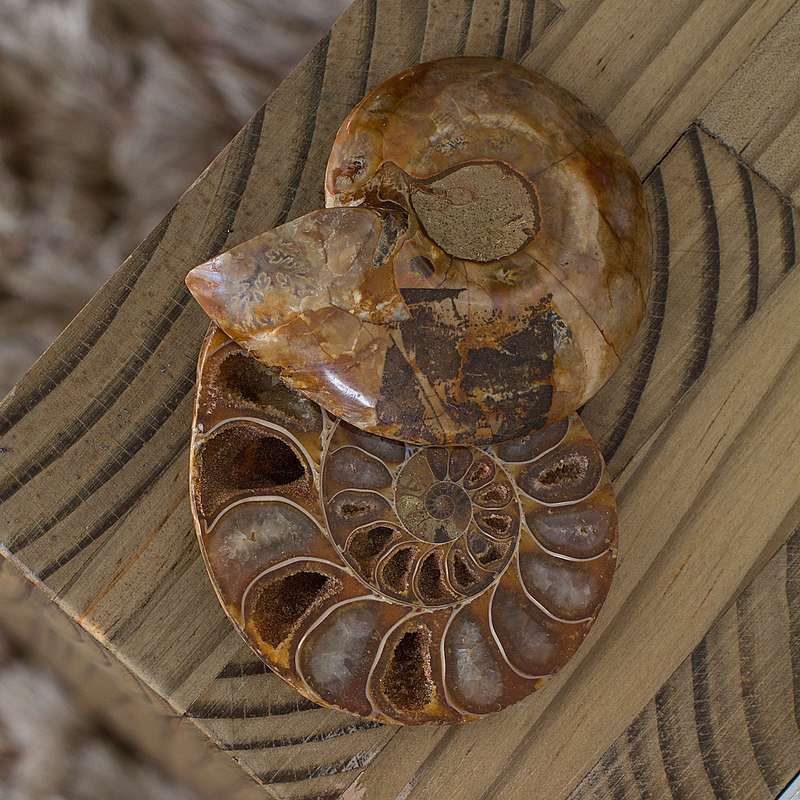 Ammonite Fossil Pair