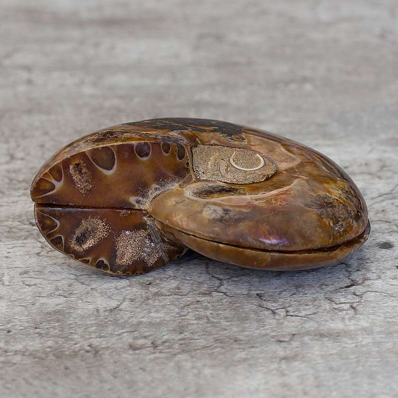 Ammonite Fossil Pair