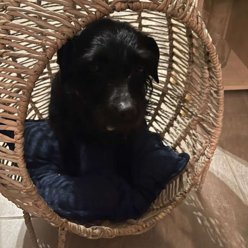 Kukon - Luxury Pet Baskets MEDIUM