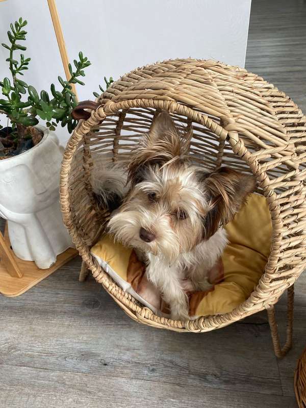 Kukon - Luxury Pet Baskets - LARGE