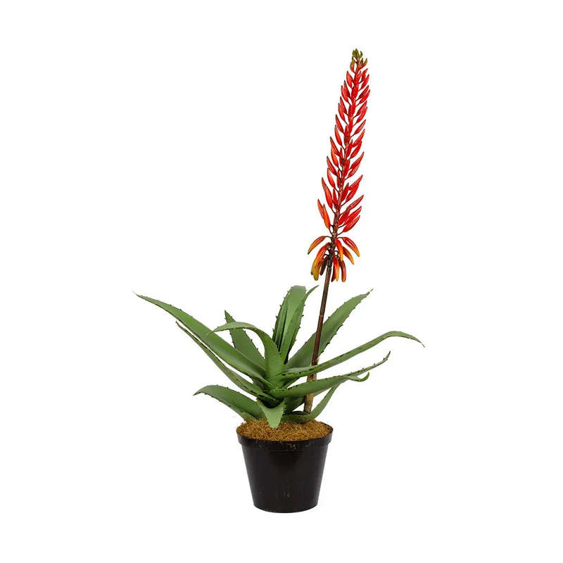 Aloe - Flowering Red 72cm