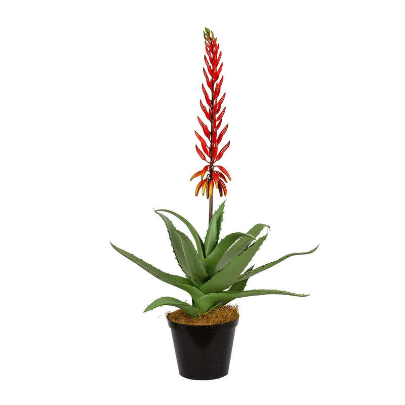 Aloe - Flowering Red 72cm