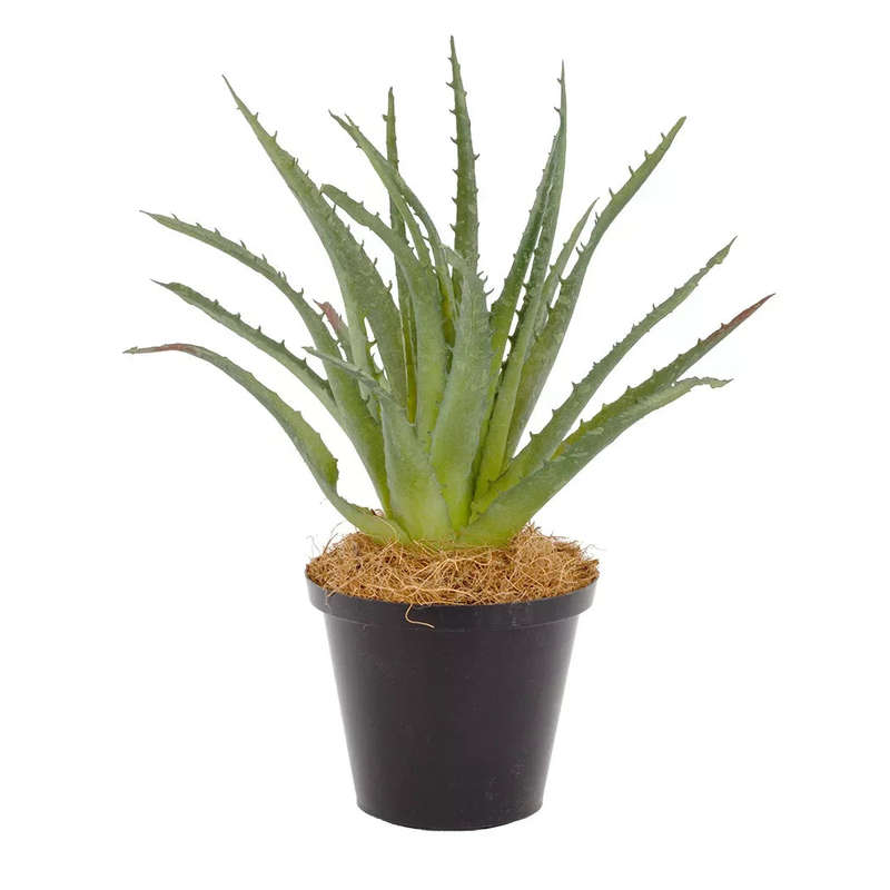 Aloe - Kalahari 25cm