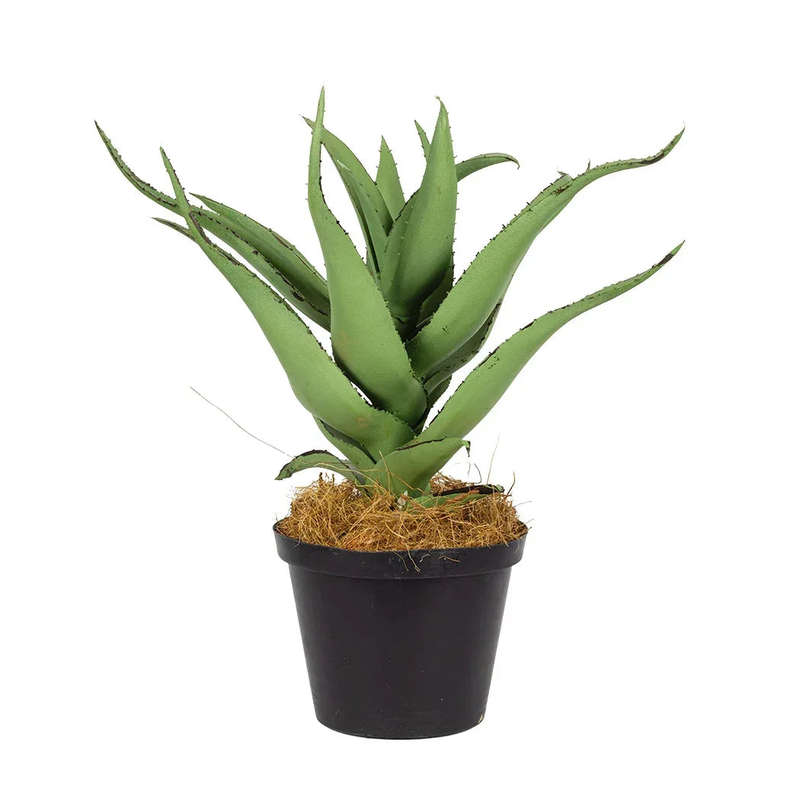Broad Aloe - Kalahari 25cm