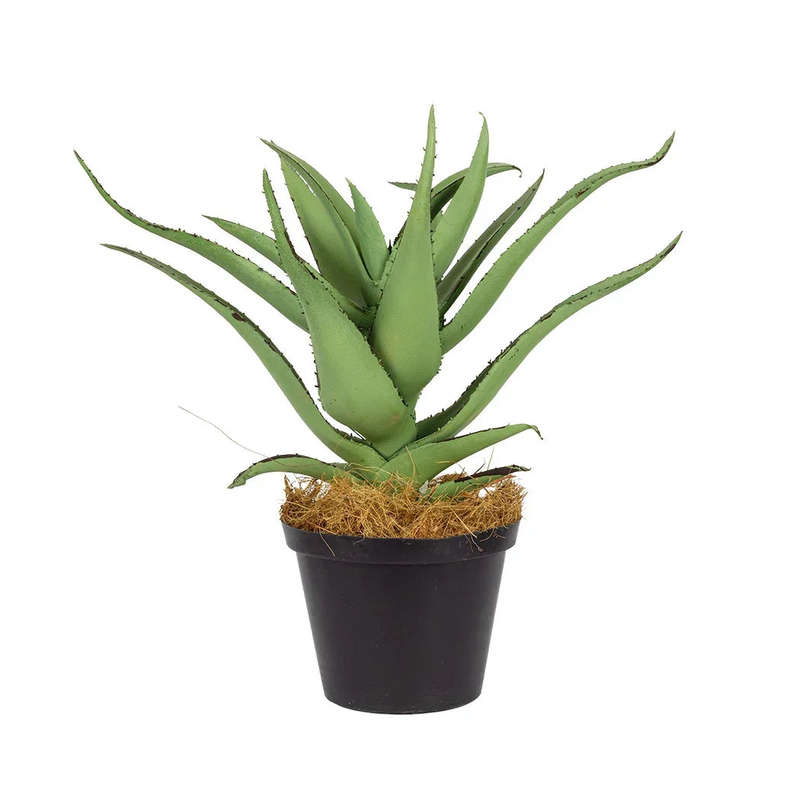 Broad Aloe - Kalahari 25cm
