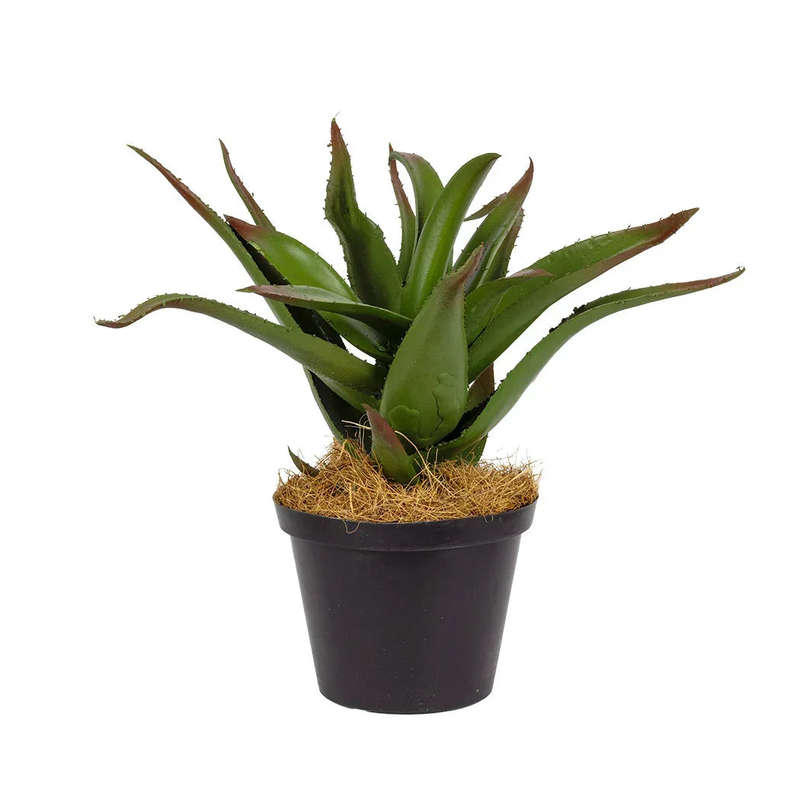 Aloe - Karoo 25cm