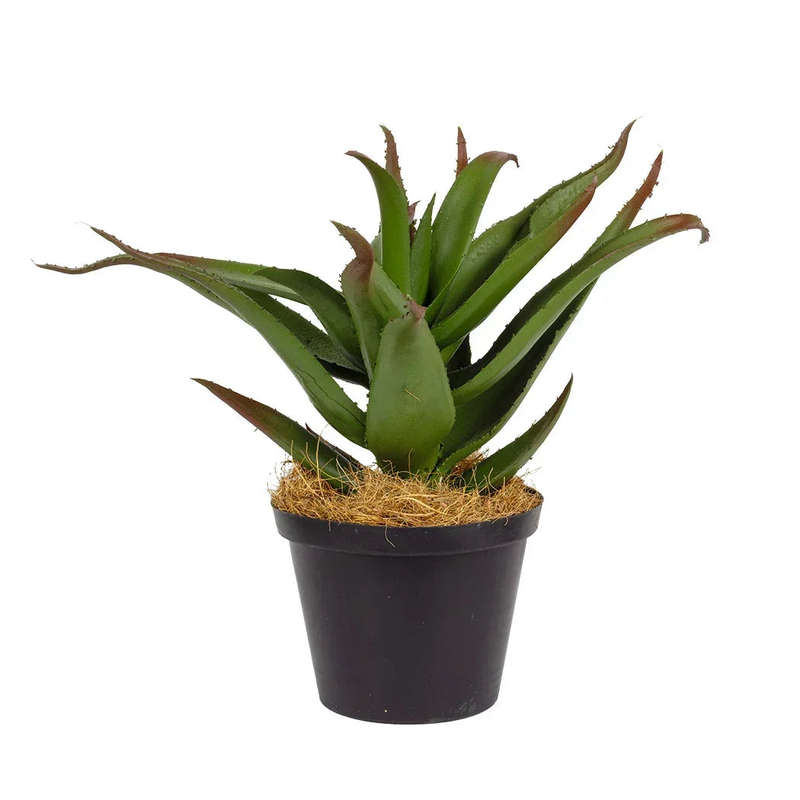 Aloe - Karoo 25cm