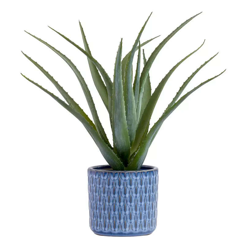 Aloe - Majestic 45cm