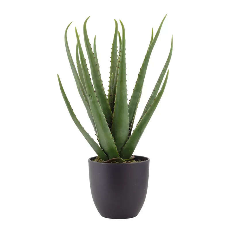Aloe - Sierra 45cm