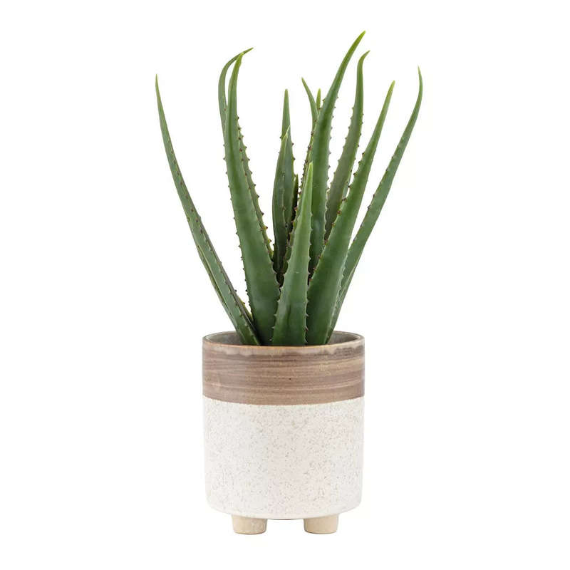 Aloe - Sierra 45cm