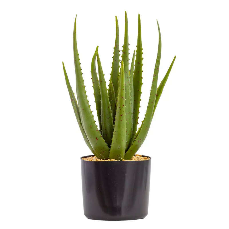 Aloe - Sunkissed 43cm