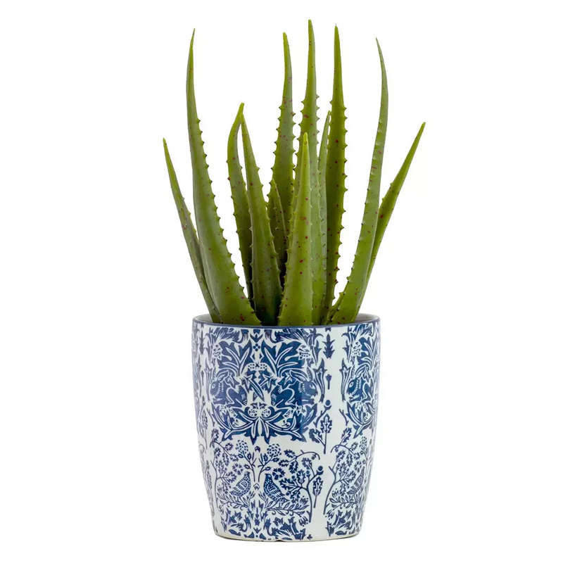 Aloe - Sunkissed 43cm