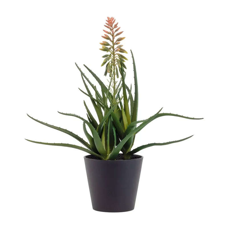 Aloe - Vera Flowering