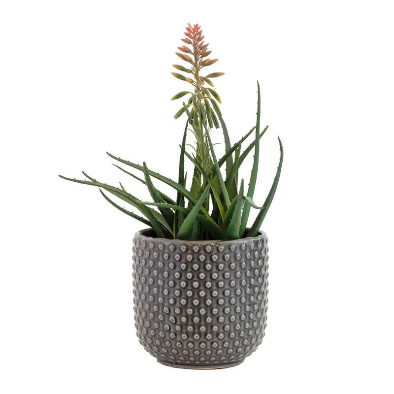 Aloe - Vera Flowering