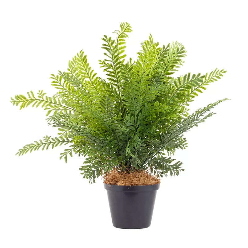 Asparagus Setaceus 44cm