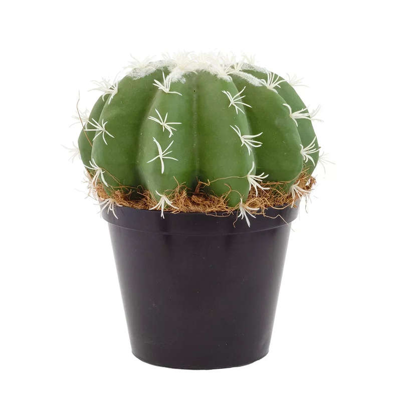 Cactus - Fatty Large Green
