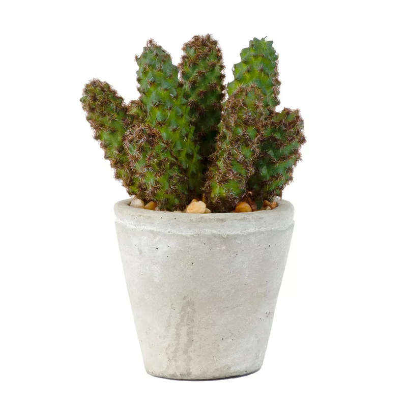 Cactus - Potted Classic