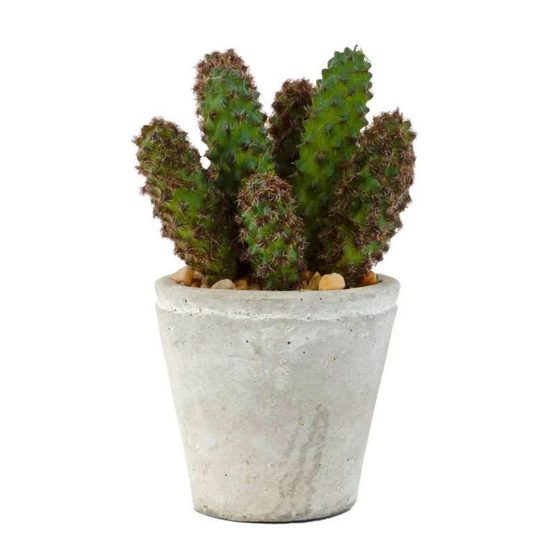 Cactus - Potted Classic