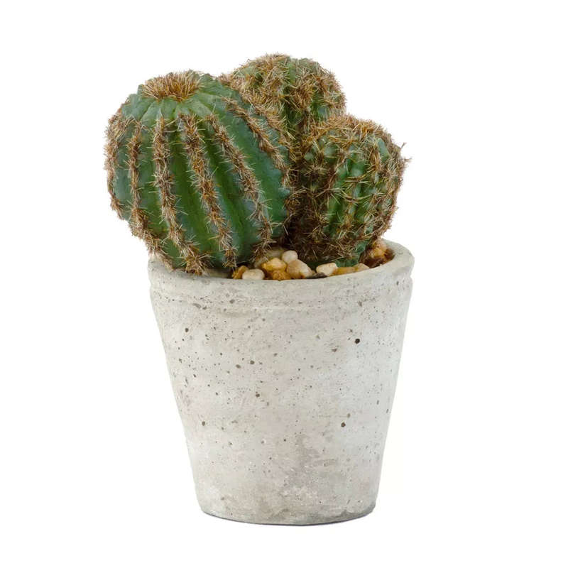 Cactus - Potted Fatty