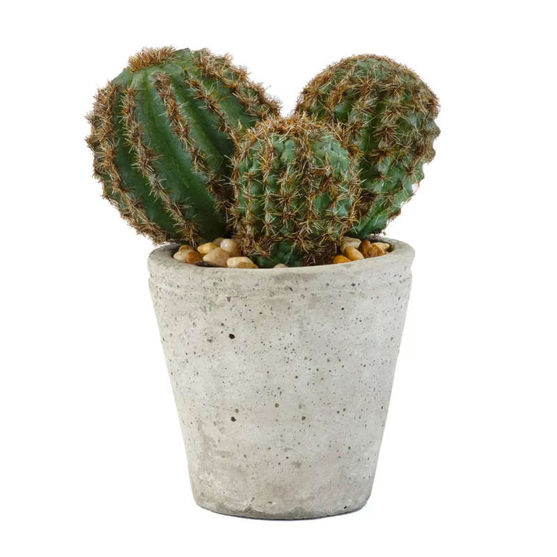 Cactus - Potted Fatty
