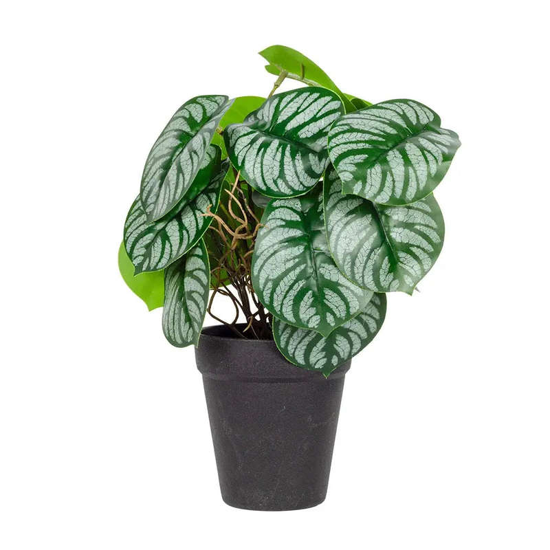 Calathea Plant 25cm