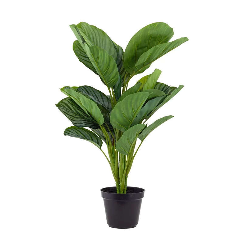 Calathea Plant 55cm