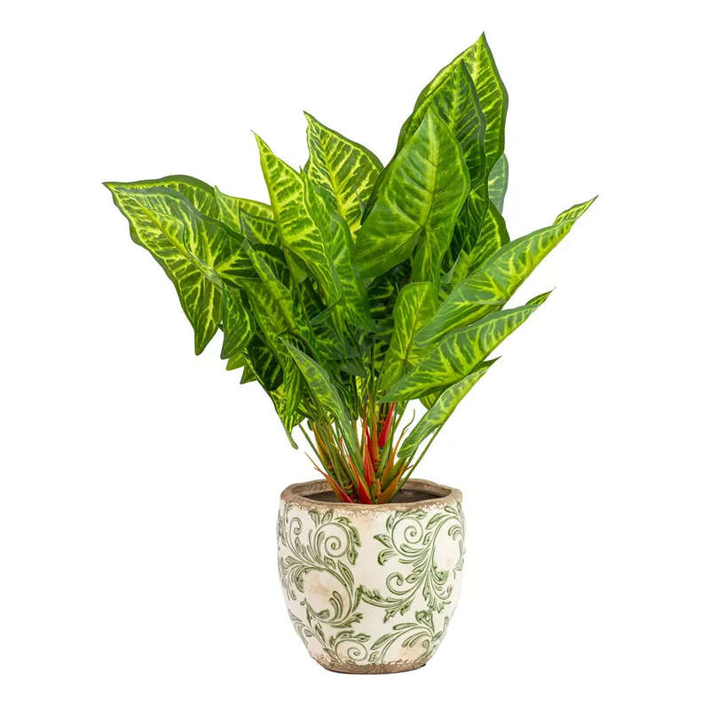 Colocasia esculenta - 50cm