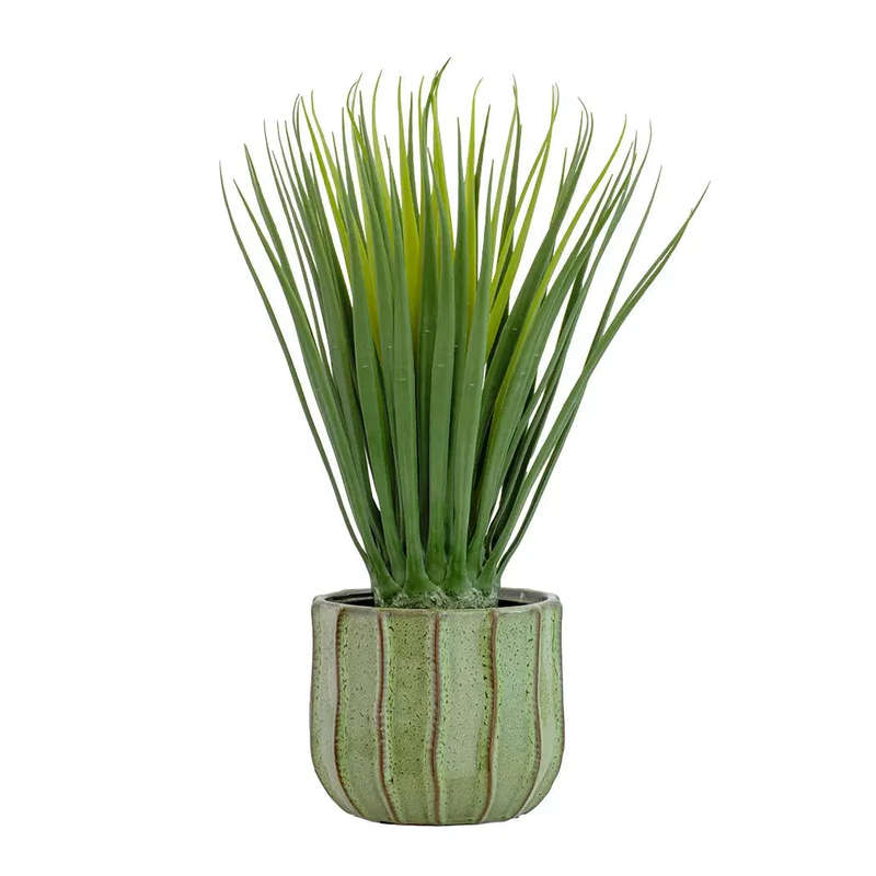 Dragon Tree Bulb - 56cm