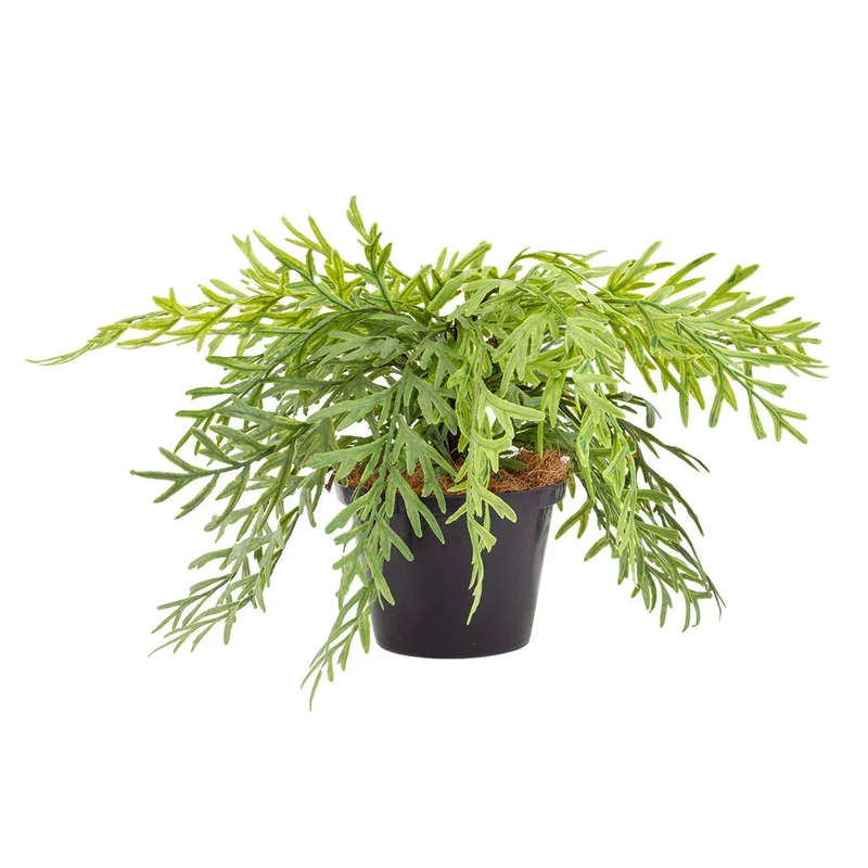 Fern - Enchanting