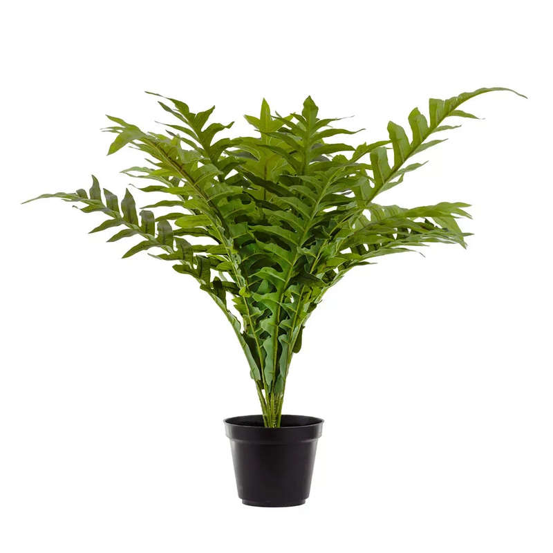 Fern - Hare's Foot 53cm