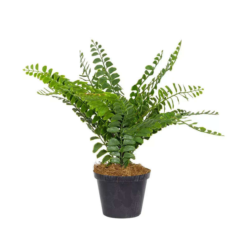 Fern - Jungle 38cm