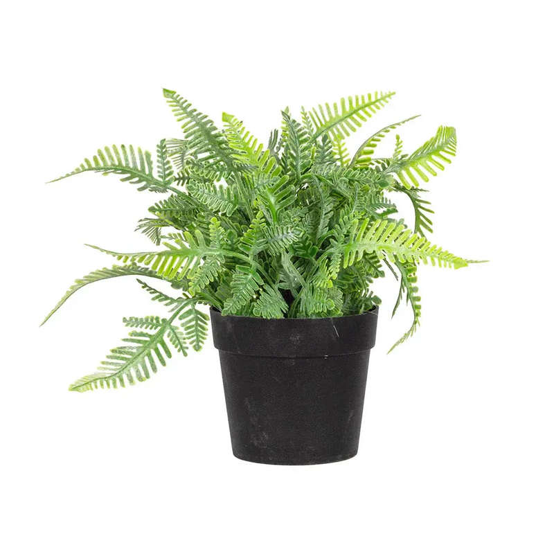 Fern - Small Beauty 18cm