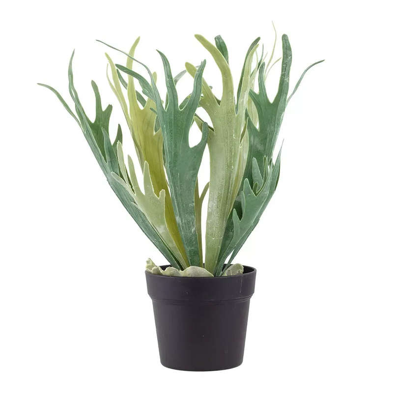 Fern - Staghorn 47cm