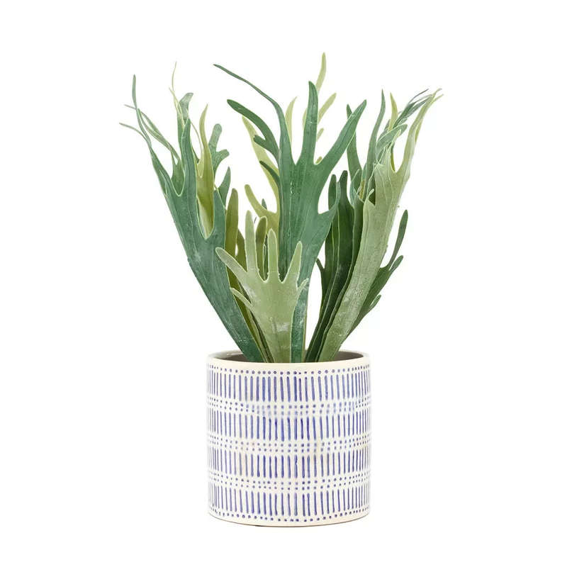 Fern - Staghorn 47cm