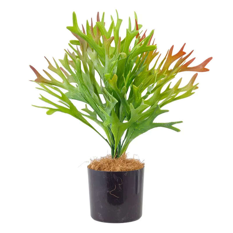 Fern - Sunkissed 45cm